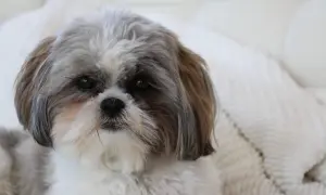 Uroczy piesek rasy Shih Tzu, której korzenie sięgają Tybetu, z charakterystyczną, długą sierścią.
