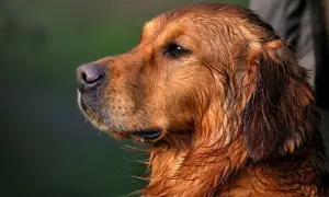 Kiedy rośnie sierść golden retrievera? Kluczowe informacje i etapy rozwoju