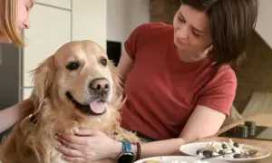 Złoty retriever z językiem na wierzchu, głaskany przez dwie kobiety. Na stole ser biały z jagodami, czy pies może jeść ser biały?