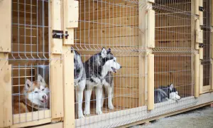 Trzy husky w drewnianych kojcach. Zastanawiasz się, jaki kojec dla psa będzie najlepszy? Te są solidne i przestronne.
