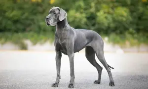 Niemiecki dog, imponująca wysokość w kłębie, prezentuje swoją majestatyczną sylwetkę na tle zieleni.