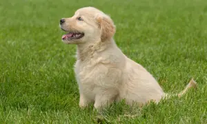 Uroczy szczeniak golden retriever siedzi na trawie. Czy golden retriever może mieszkać na dworze? Ten maluch wygląda na szczęśliwego na świeżym powietrzu!