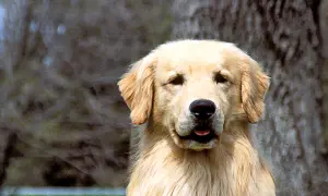 Jak często kąpać golden retrievera, aby uniknąć problemów ze skórą?