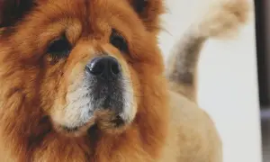 Puszysty chow chow o sierści w kolorze tygrysa, z czarnym nosem i charakterystycznym ogonem zawiniętym nad grzbietem.