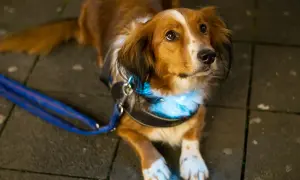 Uroczy piesek z niebieskim, świecącym obrożą, która służy jako swiatelko dla psa podczas wieczornych spacerów.