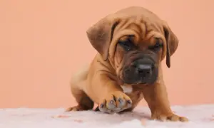 Uroczy szczeniak rasy Tosa Inu, ciekawy świata. Zapytaj o tosa inu cena.