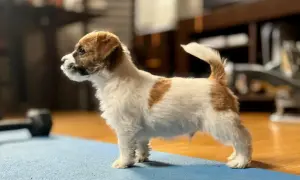 Uroczy szczeniak Russell Terrier, gotowy do zabawy. Sprawdź jego **russell terrier cena**!