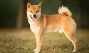 Uśmiechnięty shiba inu na trawie. Czy wady i zalety tej rasy są warte jego uroku?