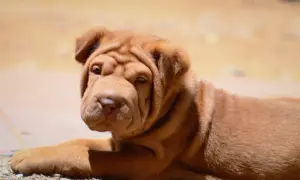 Uroczy szczeniak shar pei, pies ze zmarszczkami, leży na ziemi, patrząc w obiektyw z zaciekawieniem.