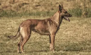 Czujny owczarek belgijski maly stoi na trawie, dysząc z językiem na zewnątrz.