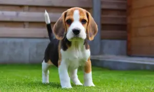 Uroczy mały piesek beagle, idealny towarzysz dla dzieci, stoi na zielonej trawie.