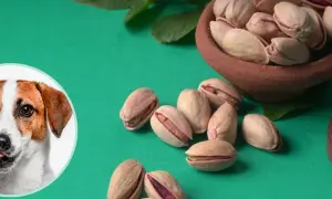 Czy pies może jeść pistacje? Na zdjęciu piesek i miseczka z pistacjami.