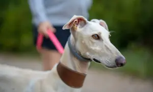 Biały whippet na spacerze z właścicielem. Piękny pies, którego cena może być wysoka.