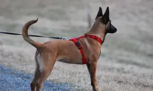 Pies rasy malinois w czerwonych, źle dopasowanych szelkach dla psa, stoi na tle suchej trawy.