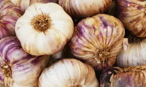 Główki czosnku, niektóre z fioletowymi żyłkami, gotowe do przygotowania naturalnych środków, w tym czosnek dla psa.