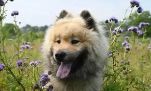 Puszysty pies w fioletowych kwiatach. Czy pies może jeść koperek? Ten pies wygląda na zadowolonego, gdy wącha kwiaty.