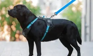 Obroża czy szelki dla labradora – co wybrać, by uniknąć problemów?