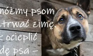 Pomóżmy psom przetrwać zimę. Jak ocieplić budę psa, by czworonóg czuł się komfortowo.