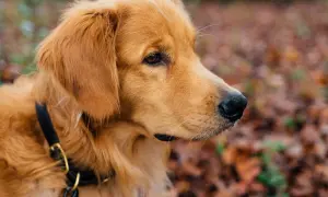 Ile karmy dla szczeniaka golden retriever? Oto kluczowe wskazówki