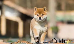 Uroczy szczeniak rasy Shiba Inu biegnie pośród jesiennych liści. Zastanawiasz się, ile kosztuje shiba inu?