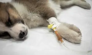 Chory szczeniak z kroplówką. Czy pies może jeść sól? Nie, nadmiar soli jest szkodliwy dla psów.