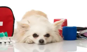 Chihuahua leży obok apteczki, strzykawek i bandaży. Czy woda utleniona szkodzi psu? Zestaw pierwszej pomocy dla zwierząt.