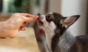 Chihuahua zjada smakołyk z ręki. Zastanawiasz się, czy można podać psu pyralginę? Zawsze konsultuj się z weterynarzem.