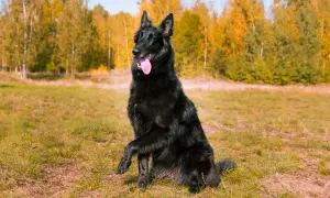 Czarny owczarek belgijski krótkowłosy siedzi na trawie, z łapą uniesioną w geście powitania.