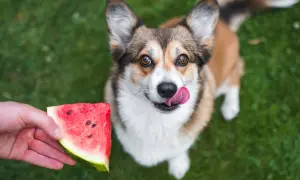 Corgi z językiem na wierzchu patrzy na kawałek arbuza podany przez rękę. Czy pies może jeść arbuza? Tak, w małych ilościach!