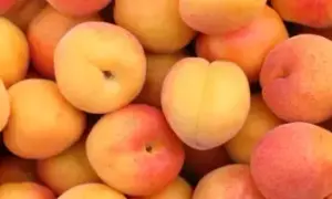 Czy pies może jeść morele? Sprawdź, jak to zrobić bezpiecznie
