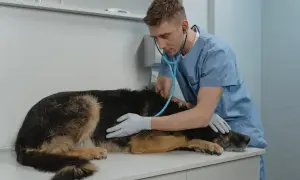 Weterynarz bada psa z twardym brzuchem, przykładając stetoskop do jego boku.