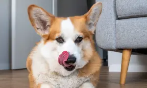 Uroczy corgi z językiem na nosie, zastanawia się, dlaczego pies liże podłogę. Może szuka ukrytego smakołyku?