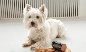 Biały West Highland White Terrier, idealny piesek do mieszkania, leży obok smakołyków.