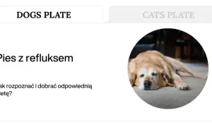 Zmęczony pies z refluksem leży na dywanie. Jak rozpoznać i dobrać odpowiednią dietę dla psa z refluksem?