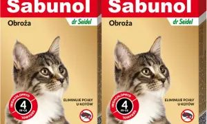 Obroża na pchły dla kota od kiedy - bezpieczne stosowanie dla kociąt