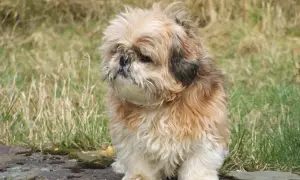 Puszysty piesek siedzi na kamieniu. Zastanawia się, czy kurze łapki dla psa surowe czy gotowane są lepsze.