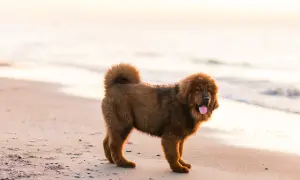 Brązowy mastif tybetański, jedna z najdroższych ras psów, na piaszczystej plaży o zachodzie słońca.