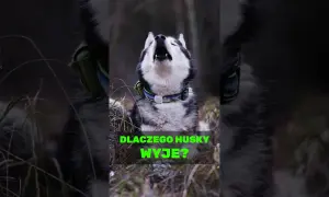 Dlaczego husky wyje? Odkryj powody i sposoby na to zachowanie