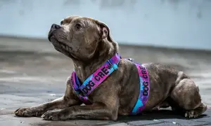 Pies w kolorowych szelkach dla psa z napisem "DOG CREW".