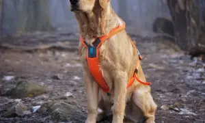 Obroża czy szelki dla golden retrievera – co wybrać, by uniknąć problemów?
