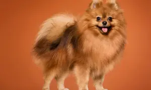 Puszysty piesek, prawdopodobnie **husky pomeranian mix**, z rudym futrem i wesołym uśmiechem, pozuje na pomarańczowym tle.