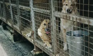 Psy w schronisku czekają na nowy dom. To miejsce, gdzie można oddać psa, który potrzebuje opieki.