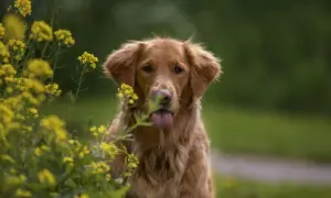 Uroczy golden retriever z wystawionym językiem, otoczony żółtymi kwiatami. Dowiedz się, jak dbać o sierść golden retrievera, by była równie piękna.