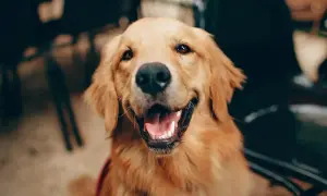 Czy golden retriever linieje intensywnie? Sprawdź, co musisz wiedzieć