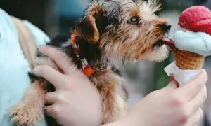 Mały piesek z zaciekawieniem liże lody na patyku. Czy pies może jeść lody? To pytanie zadaje sobie wielu właścicieli czworonogów.
