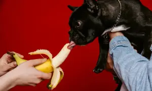 Czarny buldog francuski z językiem sięga po banana. Czy pies może jeść banany? Tak, w umiarkowanych ilościach.