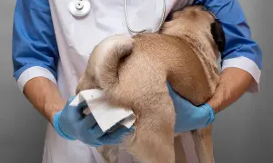 Wet wipes used by weterynarz to clean the anal area of a pug.