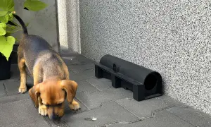 Mały piesek wącha ziemię obok pułapki na gryzonie. Czy pies przeżyje po trutce na szczury?