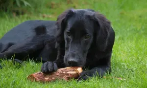 Czarny flat coated retriever gryzie patyk na trawie. Zastanawiasz się nad flat coated retriever cena?