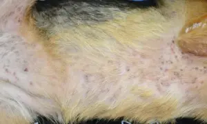 Skóra psa pokryta licznymi, czerwonymi i ropnymi krostami, świadczącymi o problemach dermatologicznych.